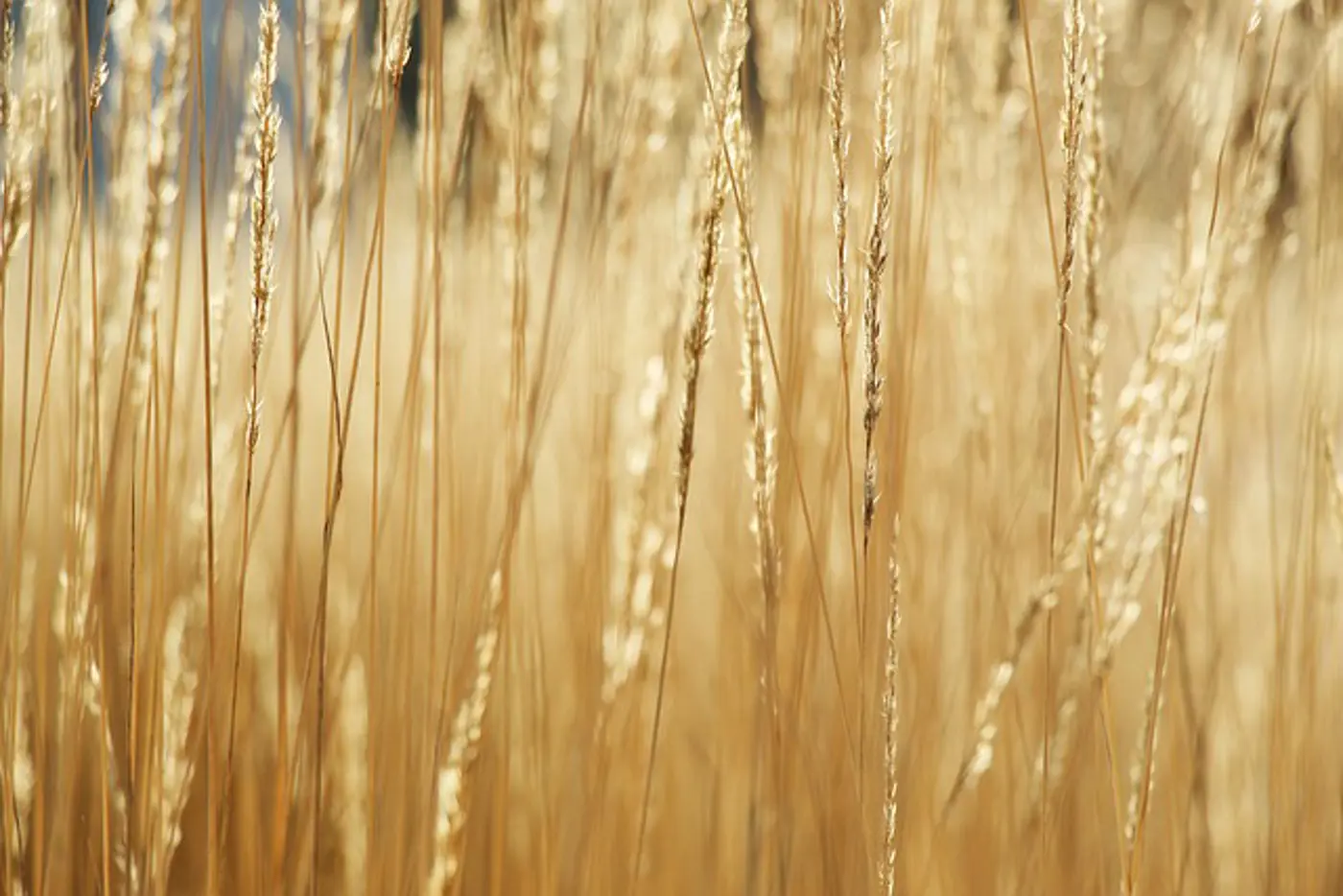 Gras2